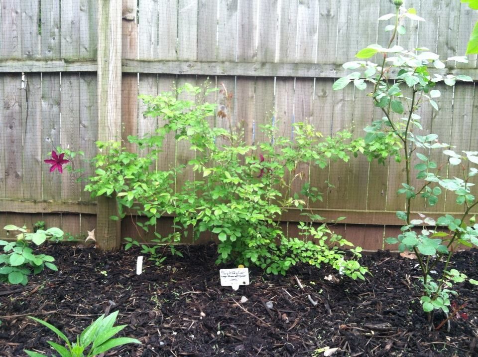 photo 10371557_10152125845937285_8687398280924875762_n.jpg